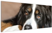 Tablou cu câine (120x50 cm)