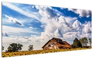 Tablou cu câmp de floarea soarelui (120x50 cm)