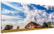 Tablou cu câmp de floarea soarelui (120x50 cm)