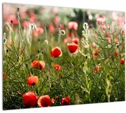 Tablou pe sticlă cu maci (70x50 cm)