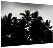 Tablou alb negru - palmieri (70x50 cm)