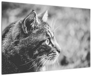 Tablou - Pisica (90x60 cm)