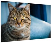 Tablou - Pisica domestică (90x60 cm)