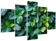 Tablou - Plante verzi (150x105 cm)