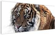 Tablou cu tigrul (120x50 cm)