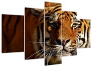 Tablou cu tigrul (150x105 cm)