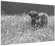 Tablou - Vacă scoțiană 5,alb-negru (90x60 cm)