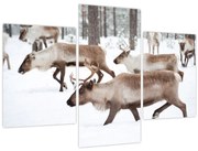 Tablou - Renul (90x60 cm)