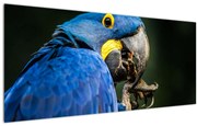 Tablou cu papagal (120x50 cm)