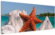 Tablou cu stea de mare (120x50 cm)