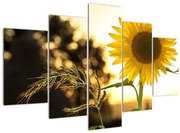 Tablou cu floarea soarelui (150x105 cm)