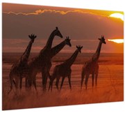 Tablou pe sticlă - Girafe în savana africană (70x50 cm)