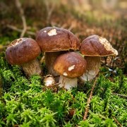 Přírodna zs Rasad de ciuperci de pădure