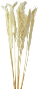 Pampas natural 70 cm