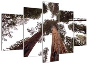 Tablou - Privire prin vârfurile copacilor (150x105 cm)