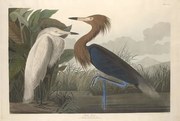 Reproducere Purple Heron, 1835, John James (after) Audubon