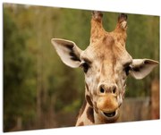 Tablou girafe (90x60 cm)