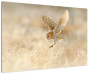 Tablou - Bufnița roșie (90x60 cm)