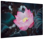 Tablou cu floare roz (70x50 cm)