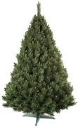 Brad de Crăciun, 180 cm, 180 cm