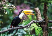Fototapet - Tucan (254x184 cm)