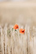 Fotografie Summer Poppies, Mareike Bohmer