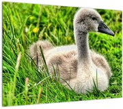Tablou pe sticlă - lebădă mică în iarbă (70x50 cm)