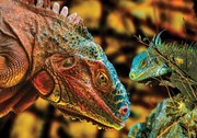 Fototapet - Varani (152,5x104 cm)