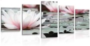 Tablou 5-piese floare de lotus
