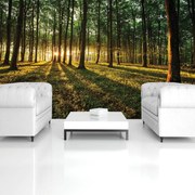 Fototapet - Pădure (254x184 cm)