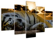 Tablou tigrul dormind (150x105 cm)