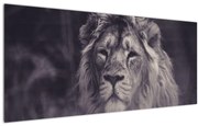 Tablou cu leu (120x50 cm)