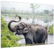 Tablou pe sticlă - Elefant de scăldat (70x50 cm)