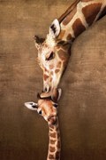 Poster Giraffe Mother's Kiss