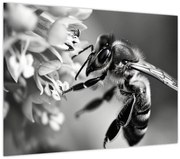 Tablou - Detaliu de albină (70x50 cm)