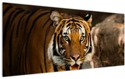 Tablou cu tigrul (120x50 cm)