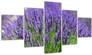 Tablou - lavanda (125x70 cm), în 40 de alte dimensiuni noi