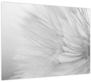 Tablou pe sticlă - Dandelion (70x50 cm)