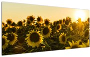 Tablou cu lan de floarea soarelui (120x50 cm)