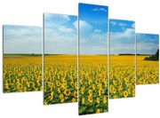 Tablou - câmp cu floarea soarelui (150x105 cm)