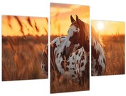 Tablou - Cal la Apus (90x60 cm)