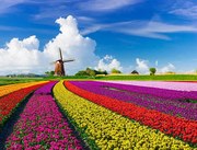 Fotografie Tulips and Windmills, JacobH