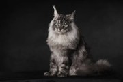 Fotografie A Maine Coon with an attitude, Mieke Engelbos