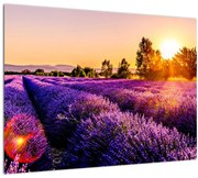 Tablou cu câmp de lavanda (70x50 cm)
