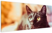 Tablou pisica neagră (120x50 cm)