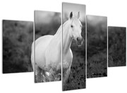 Tablou - Cal alb în poină (150x105 cm)