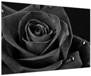 Tablou - Trandafir roșu aprins (90x60 cm)