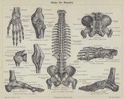 Reproducere Ligaments of the human body, German School,