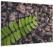 Tablou cu planta verde (70x50 cm)