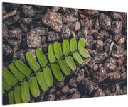 Tablou cu planta verde (90x60 cm)